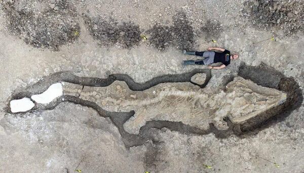 英国发现最大“海龙”化石 - 俄罗斯卫星通讯社