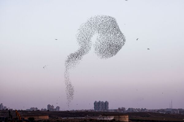 以色列迁徙的椋鸟群。 - 俄罗斯卫星通讯社