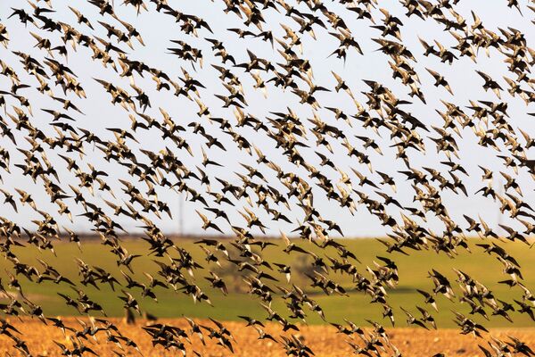 以色列迁徙的椋鸟群。 - 俄罗斯卫星通讯社