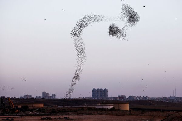 以色列遷徙的椋鳥群。 - 俄羅斯衛星通訊社