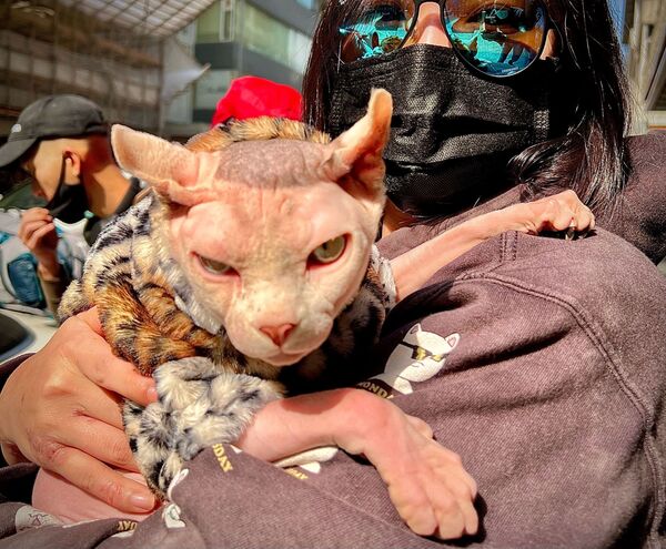 中国香港，一名女子怀里抱着一只穿着衣服的猫 - 俄罗斯卫星通讯社