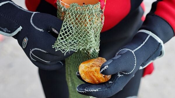 Добытый янтарь в Балтийском море у калининградского побережья - 俄罗斯卫星通讯社