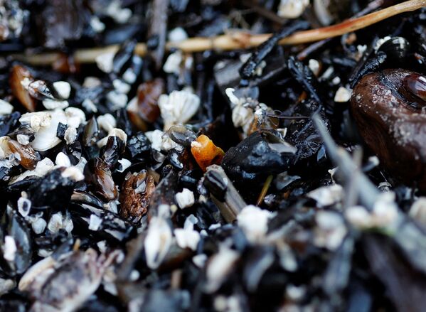 皮奧涅爾斯基市波羅的海沿岸卵石中的琥珀。 - 俄羅斯衛星通訊社