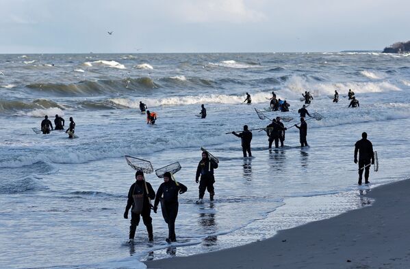 琥珀獵人在皮奧涅爾斯基市波羅的海沿岸採集琥珀。 - 俄羅斯衛星通訊社