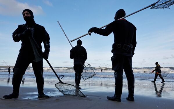 琥珀獵人在皮奧涅爾斯基市波羅的海沿岸採集琥珀。 - 俄羅斯衛星通訊社