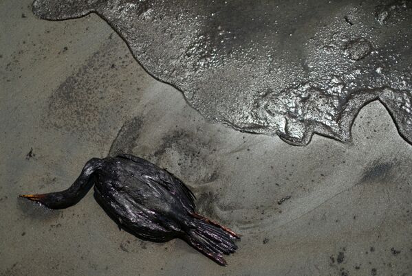 秘魯文塔尼拉海灘上沾滿油污的死鳥。 - 俄羅斯衛星通訊社