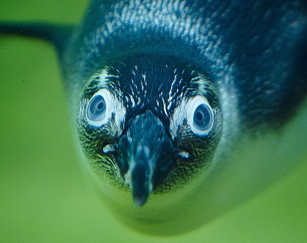 德國克倫伯格動物園中的企鵝。 - 俄羅斯衛星通訊社