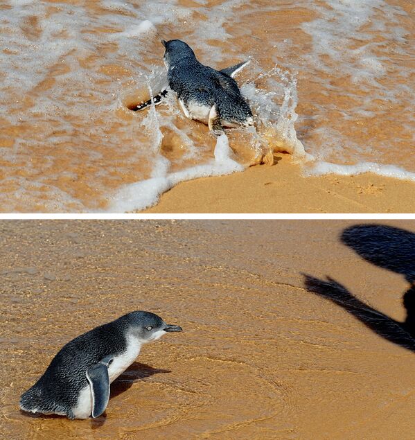 澳大利亞地區棲息生活的企鵝。 - 俄羅斯衛星通訊社