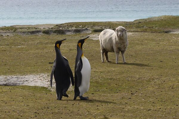 英國福克蘭群島上的國王企鵝。 - 俄羅斯衛星通訊社