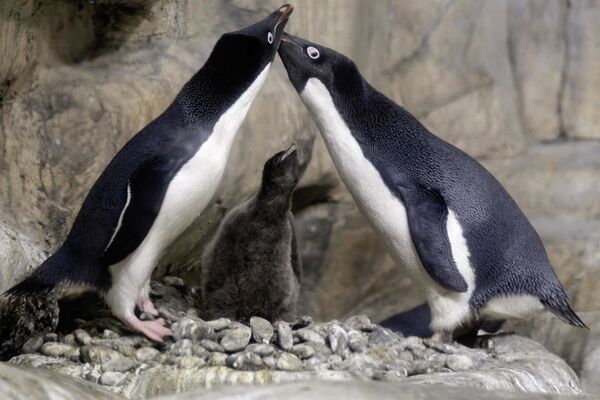 墨西哥格瓦達拉哈拉市動物園中的企鵝。 - 俄羅斯衛星通訊社