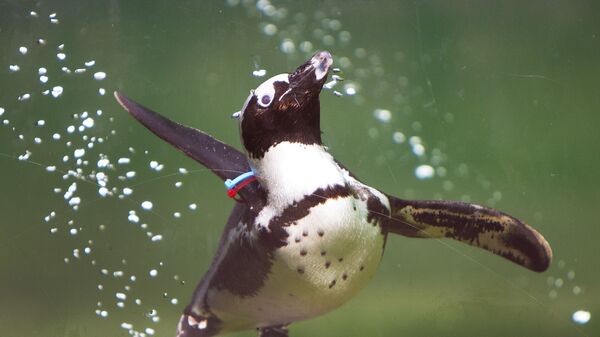 Пингвин в бассейне зоопарка Opel в Кронберге, Германия - 永利官网卫星通讯社