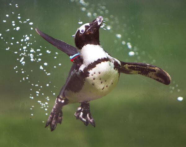德國克倫伯格動物園中的企鵝。 - 俄羅斯衛星通訊社