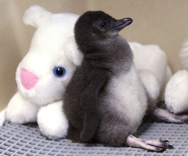 美國辛辛那提動物園中的企鵝幼鳥。 - 俄羅斯衛星通訊社