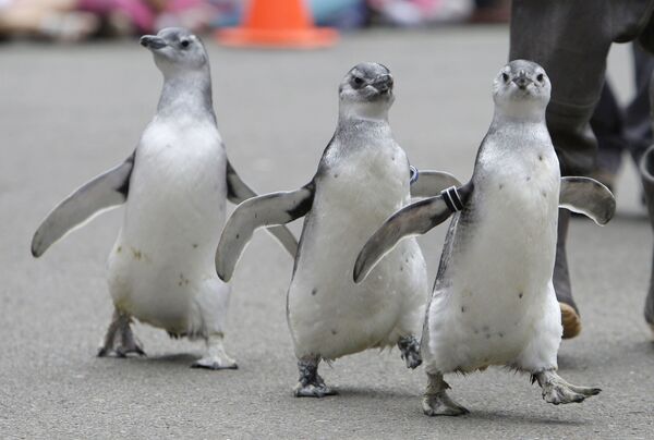 舊金山動物園中的三隻麥哲倫企鵝。 - 俄羅斯衛星通訊社