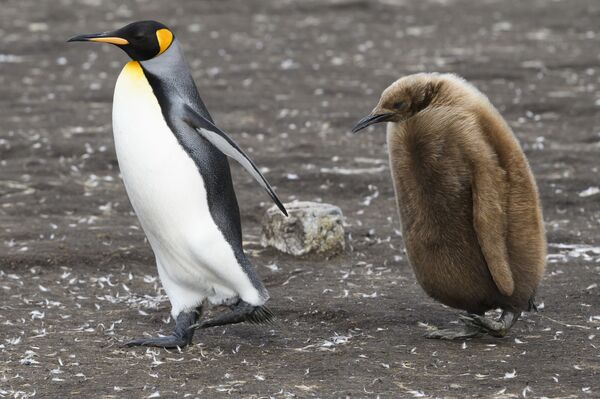 福克蘭群島上的國王企鵝家族。 - 俄羅斯衛星通訊社