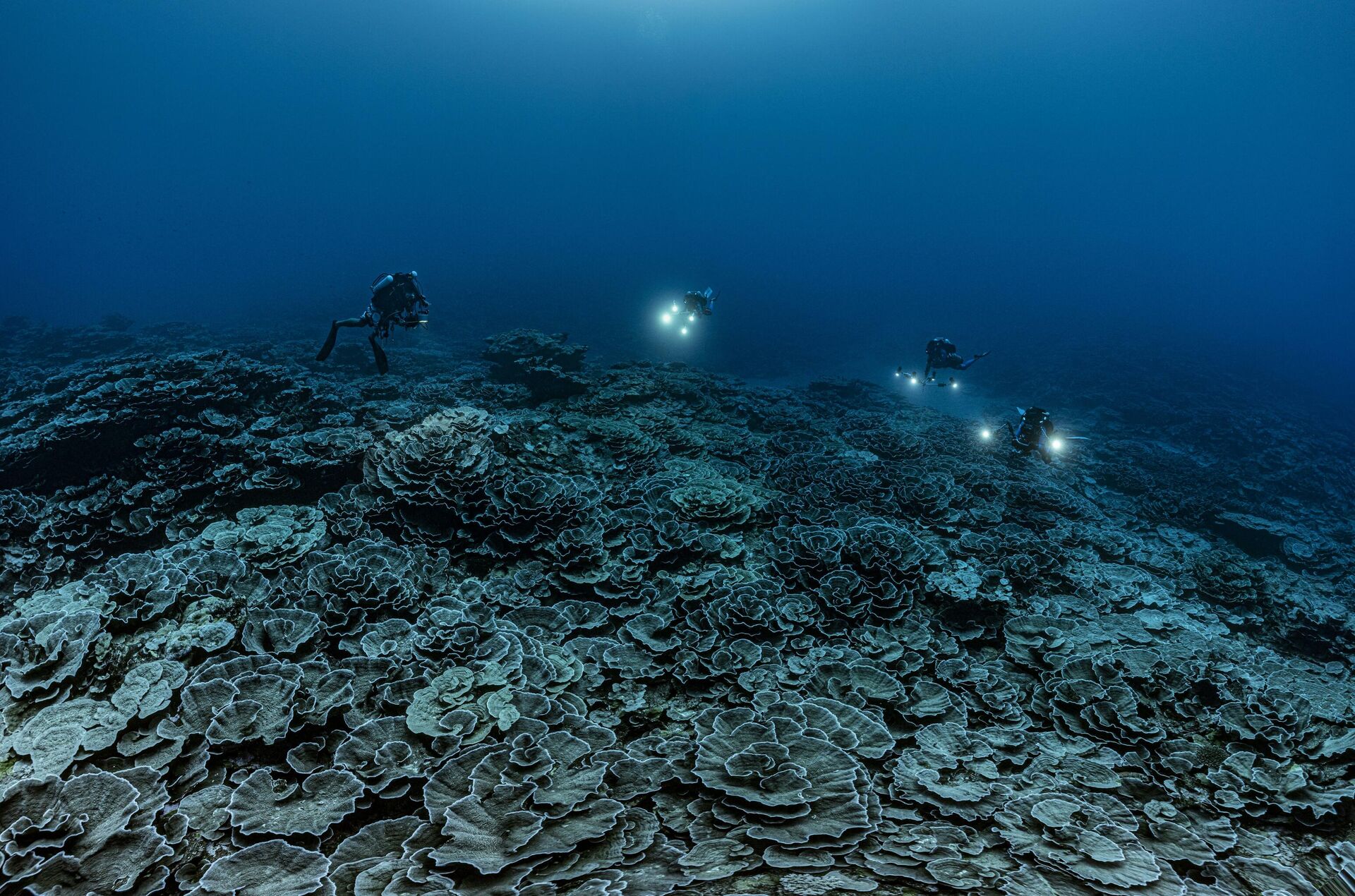 塔希提岛附近海域发现目前全球最大的珊瑚礁 - 俄罗斯卫星通讯社, 1920, 21.01.2022