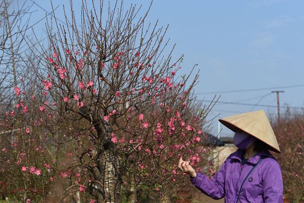 越南河内一座花园的园丁为即将到来的农历新年修建桃树，2022年1月18日。 - 俄罗斯卫星通讯社