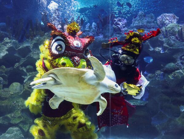 马来西亚吉隆坡海洋世界水箱内进行春节舞狮表演。 - 俄罗斯卫星通讯社