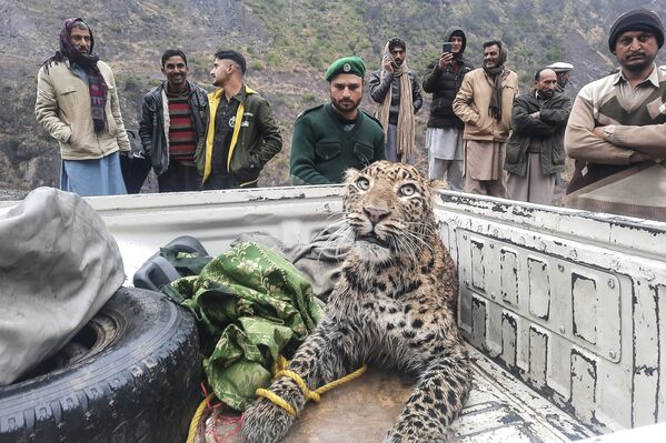 2022年1月22日，野生動物部官員阿扎德·查謨和克什米爾（AJK）在尼魯姆山谷營救一隻受傷的豹子。 - 俄羅斯衛星通訊社