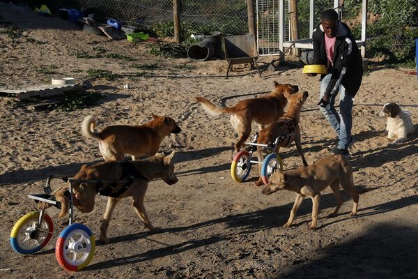 加沙一座流浪狗收容所內，巴勒斯坦動物管理員賽義德·艾爾用手推車餵幾只後腿癱瘓的狗，2022年2月8日。 - 俄羅斯衛星通訊社