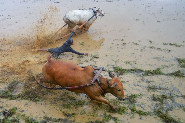 印度尼西亞西蘇門答臘省的稻田內舉行傳統黃牛賽跑，2022年2月5日。 - 俄羅斯衛星通訊社