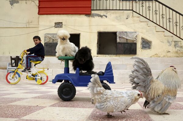 約旦河西岸巴尼·納伊姆村中的私人養雞場。 約旦河西岸巴尼·納伊姆村中的私人養雞場。 - 俄羅斯衛星通訊社