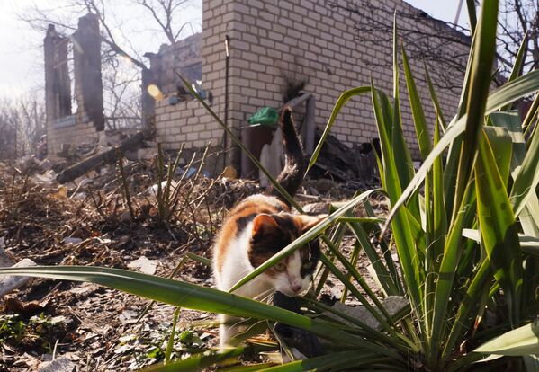 一只在废墟中出没的小猫。 - 俄罗斯卫星通讯社