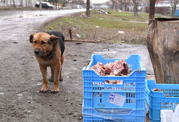 塔拉科夫卡鎮上的一條寵物犬。 - 俄羅斯衛星通訊社