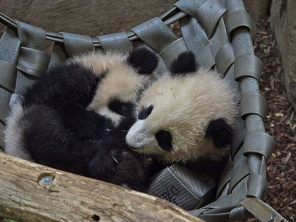 雙胞胎大熊貓“圓嘟嘟”和“歡黎黎”和遊客們見面。 - 俄羅斯衛星通訊社
