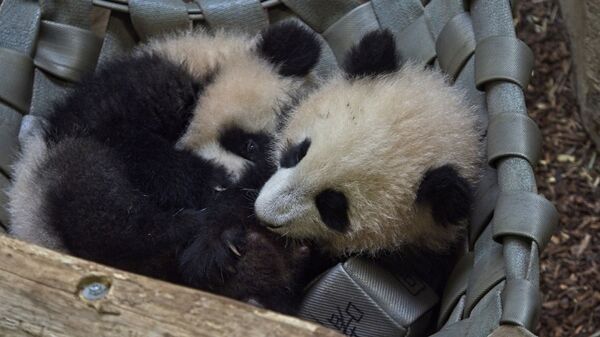 双胞胎大熊猫“圆嘟嘟”和“欢黎黎”和游客们见面 - 俄罗斯卫星通讯社