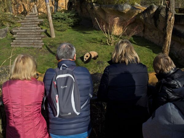 双胞胎大熊猫“圆嘟嘟”和“欢黎黎”和游客们见面。 - 俄罗斯卫星通讯社