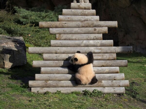 双胞胎大熊猫“圆嘟嘟”和“欢黎黎”首次探索户外。 - 俄罗斯卫星通讯社