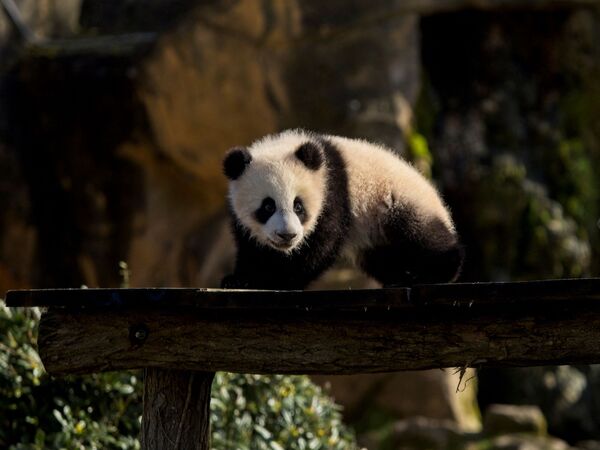 双胞胎大熊猫“圆嘟嘟”和“欢黎黎”首次探索户外。 - 俄罗斯卫星通讯社