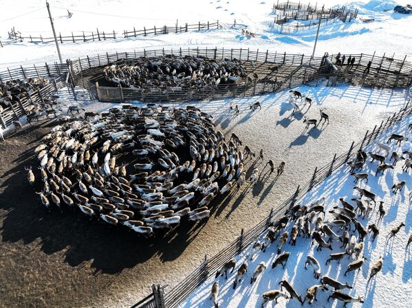 摩尔曼斯克州“冻土带”农场里的驯鹿群。 - 俄罗斯卫星通讯社