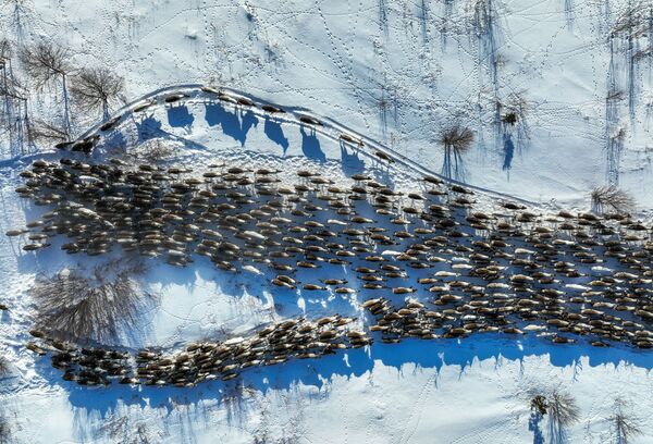 摩尔曼斯克州“冻土带”农场里的驯鹿群。 - 俄罗斯卫星通讯社