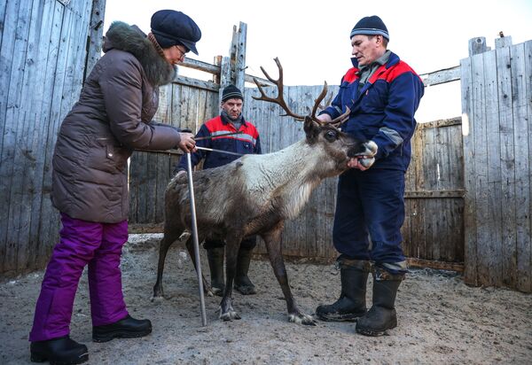 摩尔曼斯克州“冻土带”农场的工作人员评估驯鹿的外形。 - 俄罗斯卫星通讯社