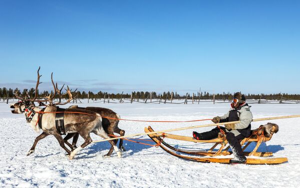 摩尔曼斯克州“冻土带”农场乘坐驯鹿雪橇的养鹿人。 - 俄罗斯卫星通讯社
