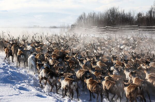 摩爾曼斯克州“凍土帶”農場里的馴鹿群。 - 俄羅斯衛星通訊社