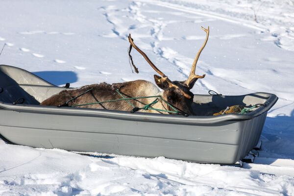 摩爾曼斯克州“凍土帶”農場里捉到的馴鹿。 - 俄羅斯衛星通訊社