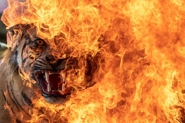 一个苏门答腊虎标本在苏门答腊岛上被烧毁。 - 俄罗斯卫星通讯社