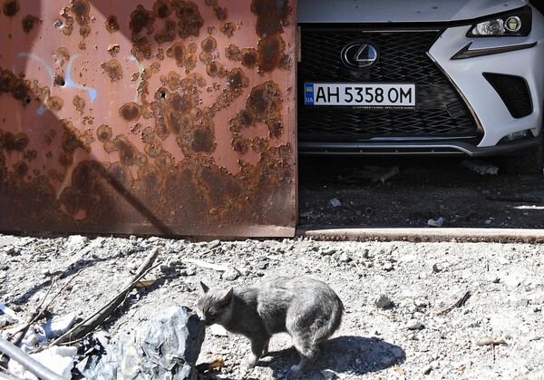 被炮击摧毁的住宅楼院子里的一只猫。 - 俄罗斯卫星通讯社