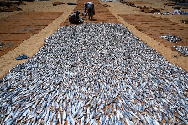 斯里蘭卡西部港市尼甘布的一個漁港，工人們在加工咸魚，2022年3月24日。 - 俄羅斯衛星通訊社