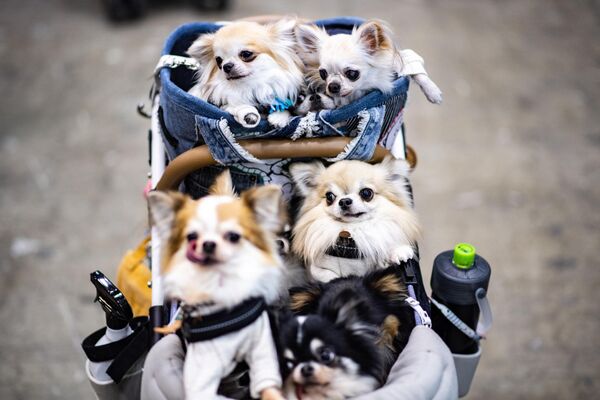 2022 -Interpets日本国际宠物用品展于3月31日-4月3日在东京举行。图为参加展览的吉娃娃狗。 - 俄罗斯卫星通讯社