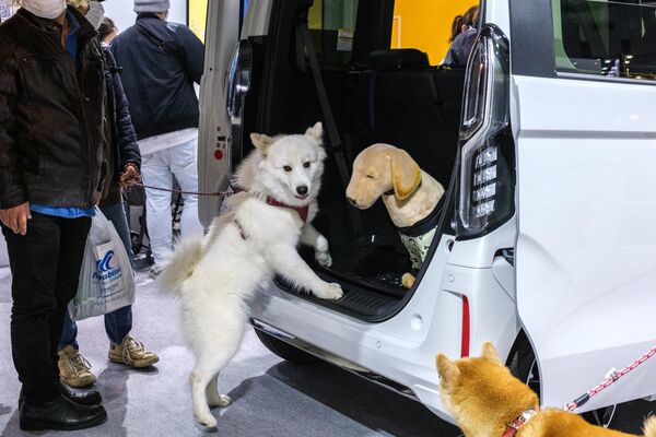2022 -Interpets日本国际宠物用品展于3月31日-4月3日在东京举行。图为参加展览的宠物狗。 - 俄罗斯卫星通讯社