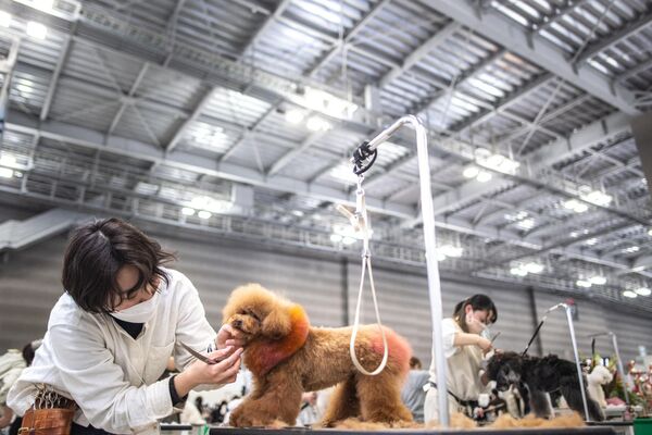 日本国际宠物用品展于3月31日-4月3日在东京举行。图为参加展览的萌宠。 - 俄罗斯卫星通讯社