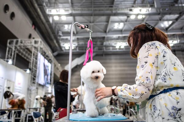 日本國際寵物用品展於3月31日-4月3日在東京舉行。圖為參加展覽的萌寵。 - 俄羅斯衛星通訊社