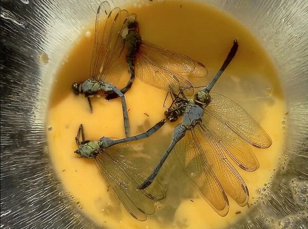 印度尼西亚巴厘岛最流行的风味汤食——蜻蜓汤。蜻蜓用特质的工具捕捉,然后撕下翅膀,在加入姜黄的椰汁中与其他香料一同煮制。 印度尼西亚巴厘岛最流行的风味汤食——蜻蜓汤。蜻蜓用特质的工具捕捉,然后撕下翅膀,在加入姜黄的椰汁中与其他香料一同煮制。 - 俄罗斯卫星通讯社