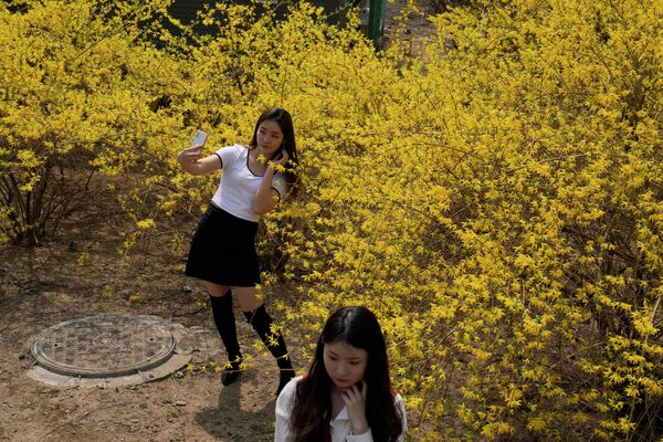 在北京開花的樹旁邊拍照的女孩們。 - 俄羅斯衛星通訊社