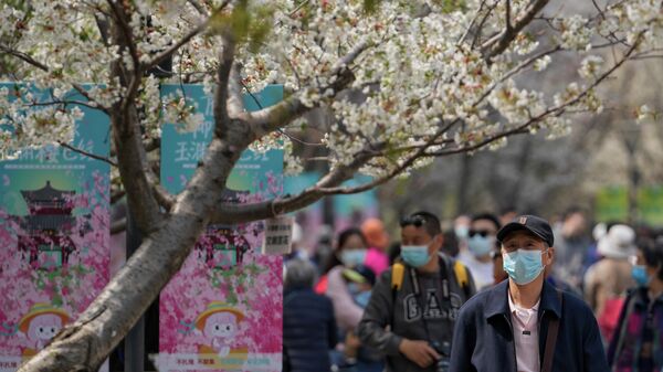 A man wearing a face mask to help protect from the coronavirus views the cherry blossoms as visitors tour the Yuyuantan Park during a spring festival, Friday, April 8, 2022, in Beijing.  - 俄羅斯衛星通訊社