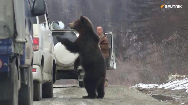 當時在俄羅斯：遠東熊糾纏來往的車輛 - 俄羅斯衛星通訊社